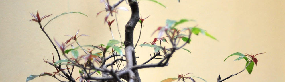 Dental Health, Naturally & Holistically